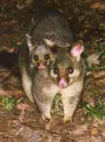 Mom and baby possum 