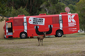 The Big Red Kidney Bus at BIG4 Grampions Parkgate Resort